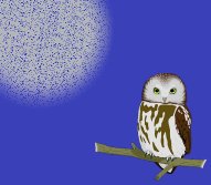 owl.jpg (7366 bytes)